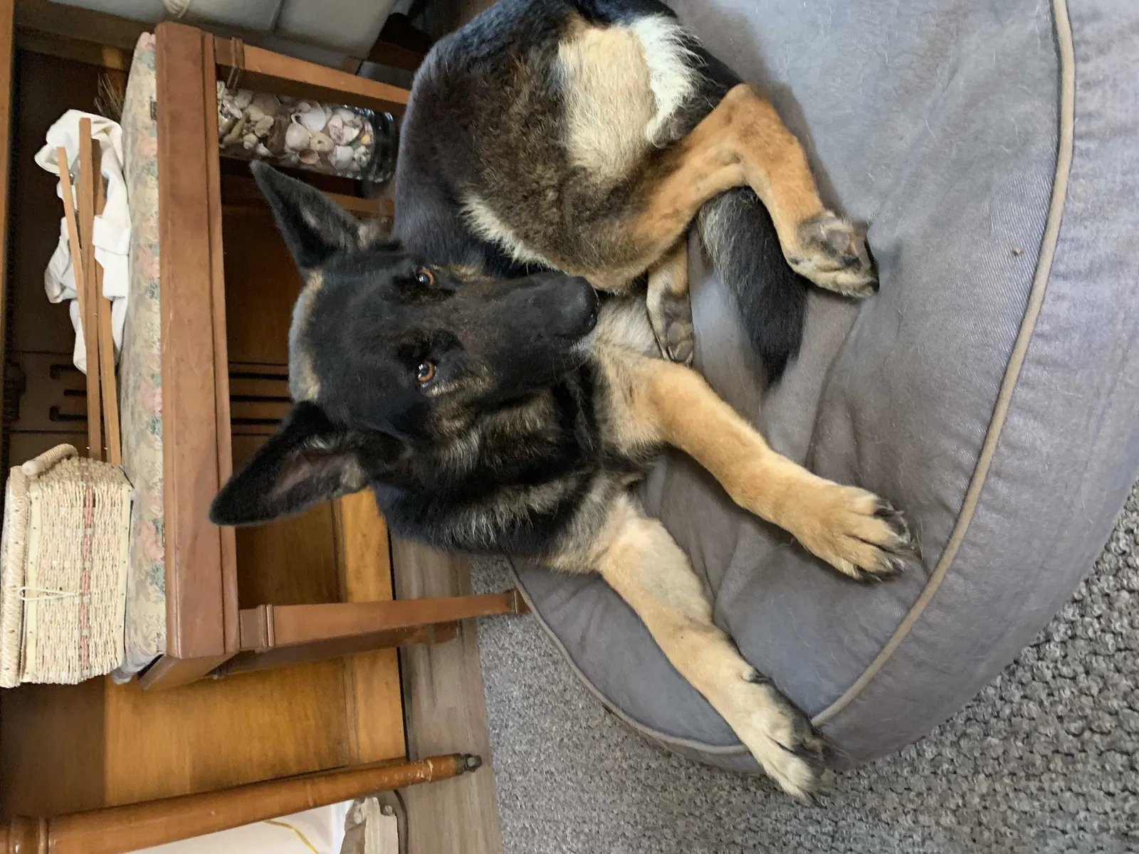 Found dog in Tallahassee, FL, 32311