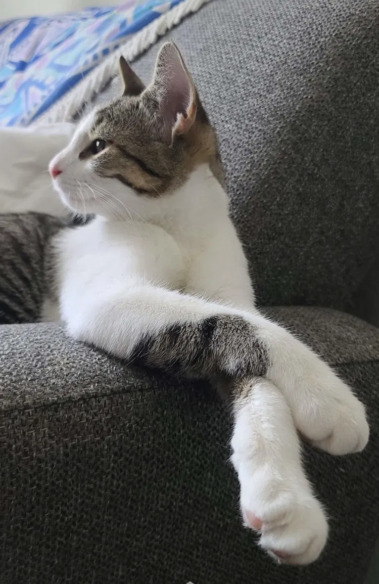 Lost cat in Cape Coral, FL, 33990