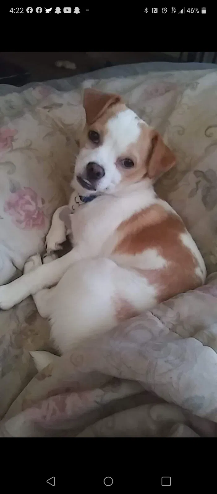 Lost dog in North Highlands, CA, 95660