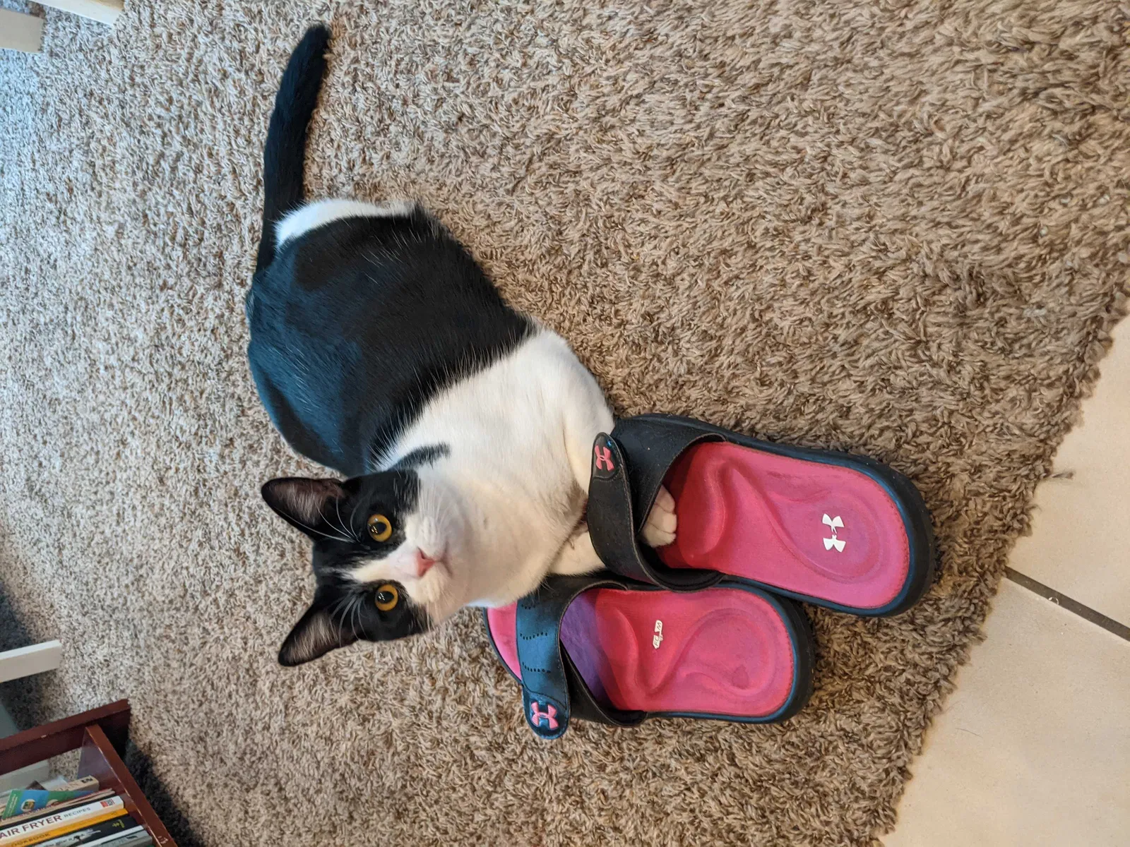 Lost cat in Indio, CA, 92201