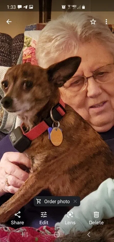 Lost dog in Des Moines, IA, 50315