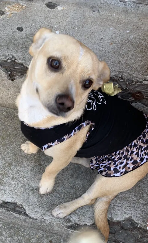 Lost dog in Inglewood, CA, 90303