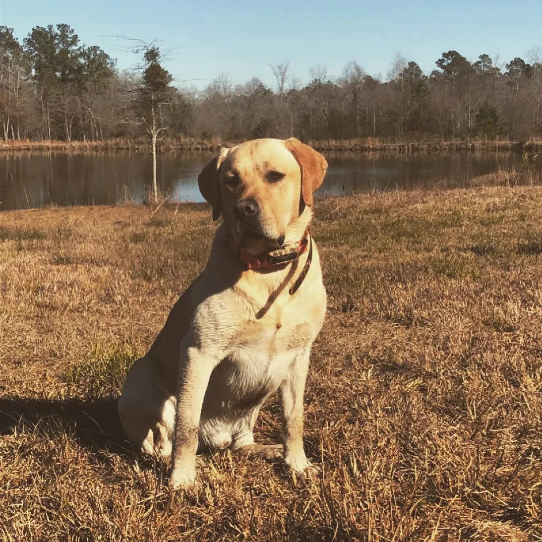 Lost dog in Ridge Spring, SC, 29129