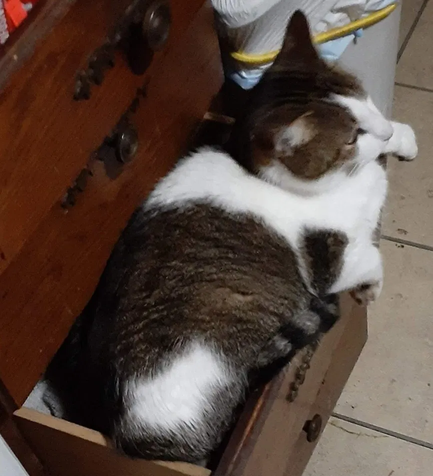 Lost cat in Battle Creek, MI, 49015