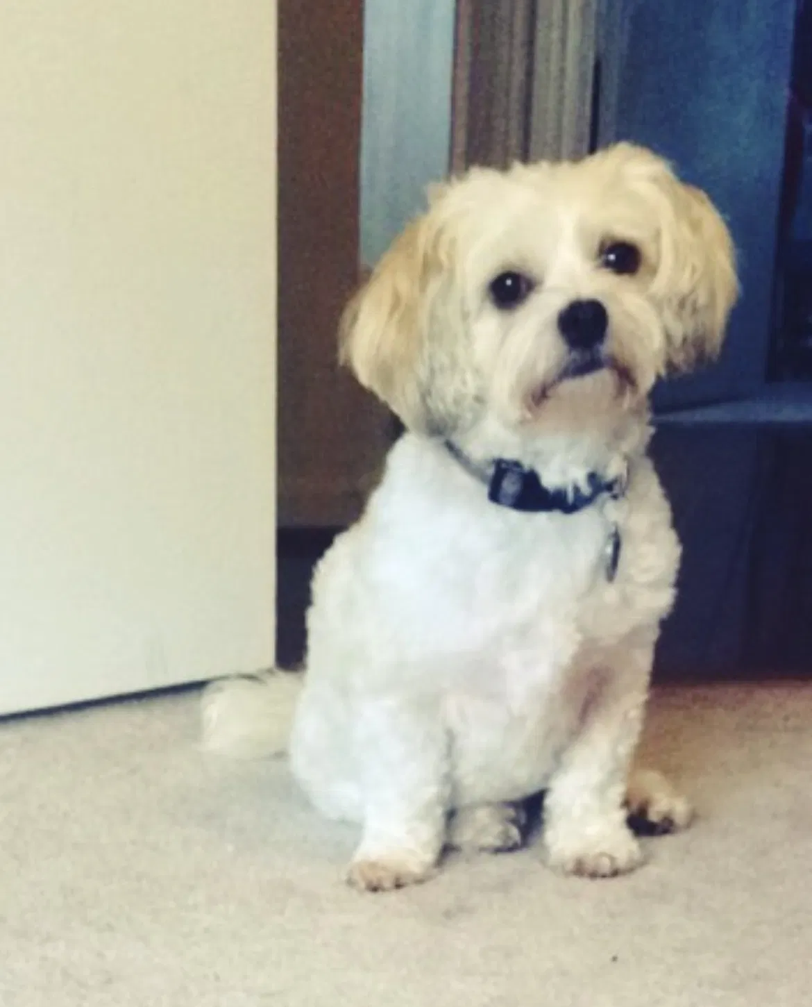Lost dog in Fairfax, VA, 22032