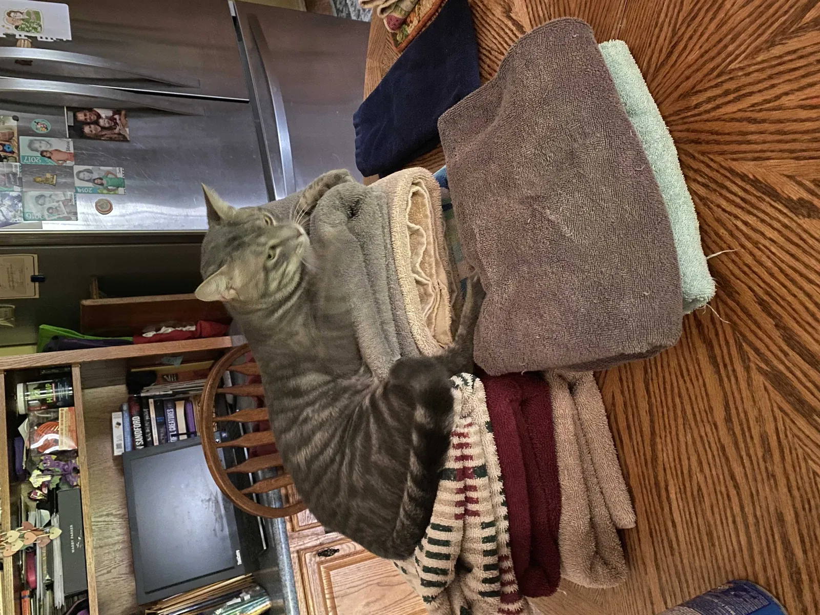 Lost cat in O Fallon, MO, 63366