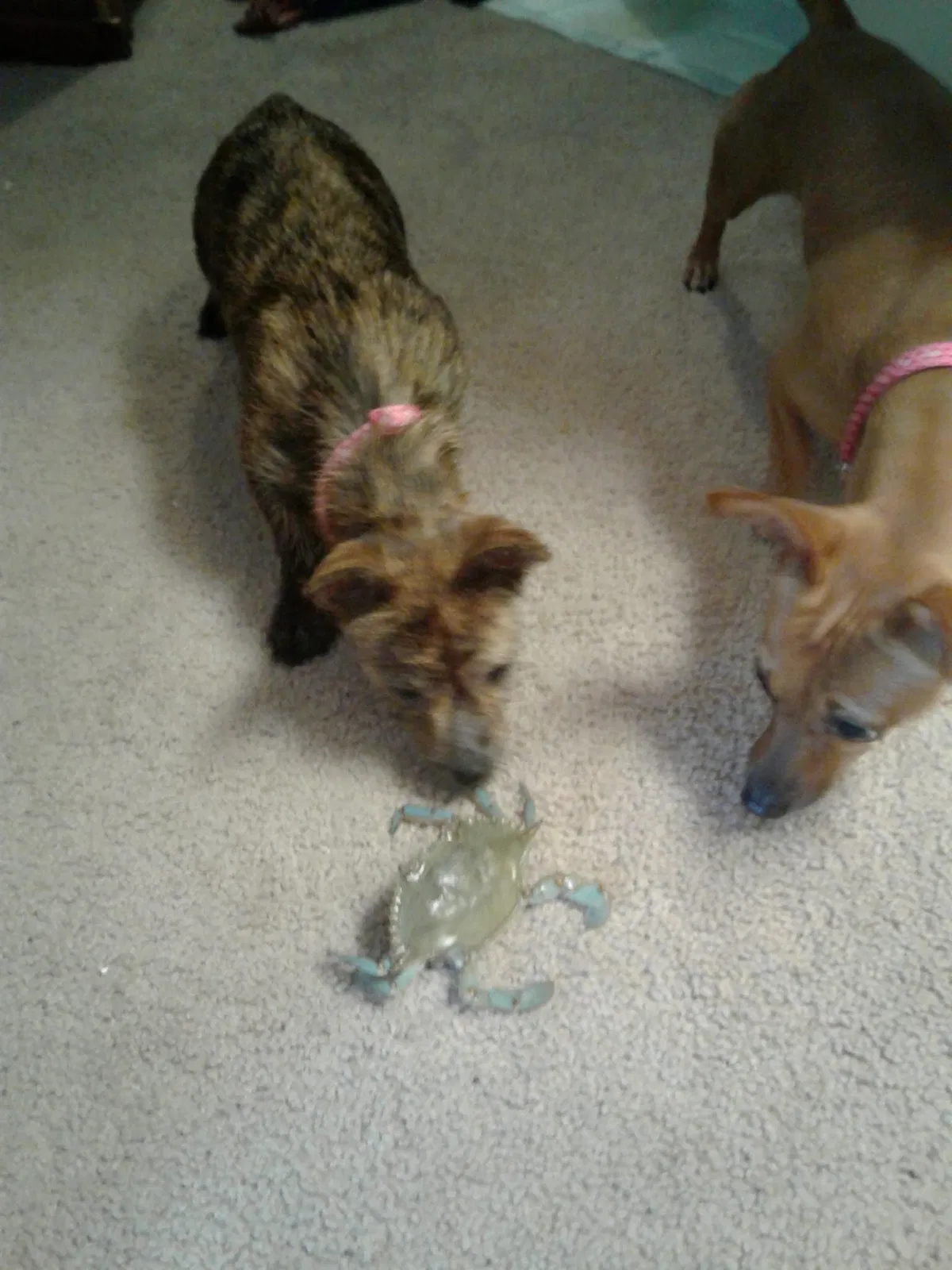Lost dog in Bacliff, TX, 77518
