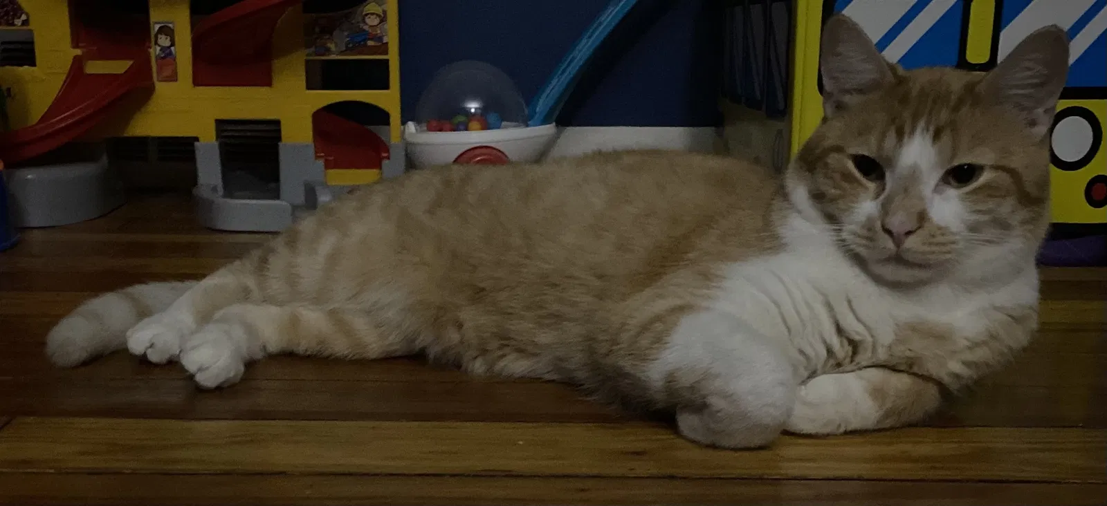 Lost cat in Rockford, IL, 61107