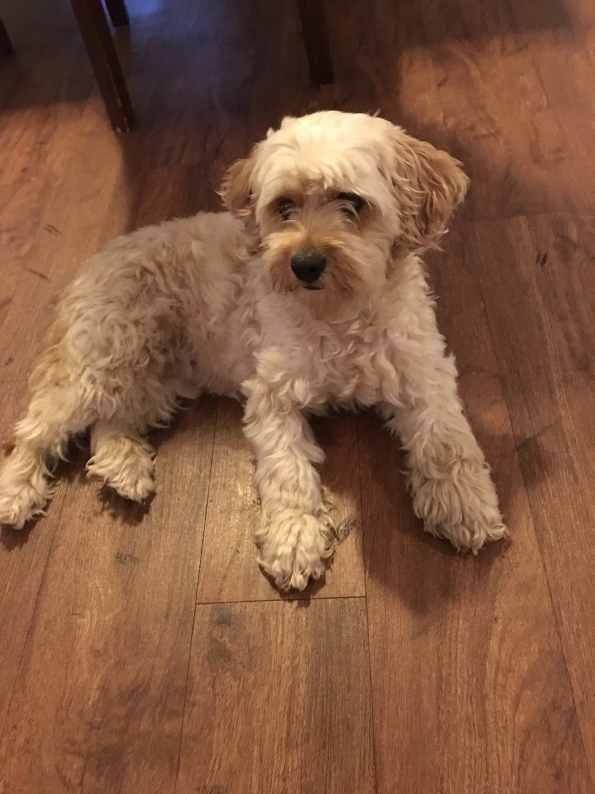 Lost dog in Atlanta, GA, 30340