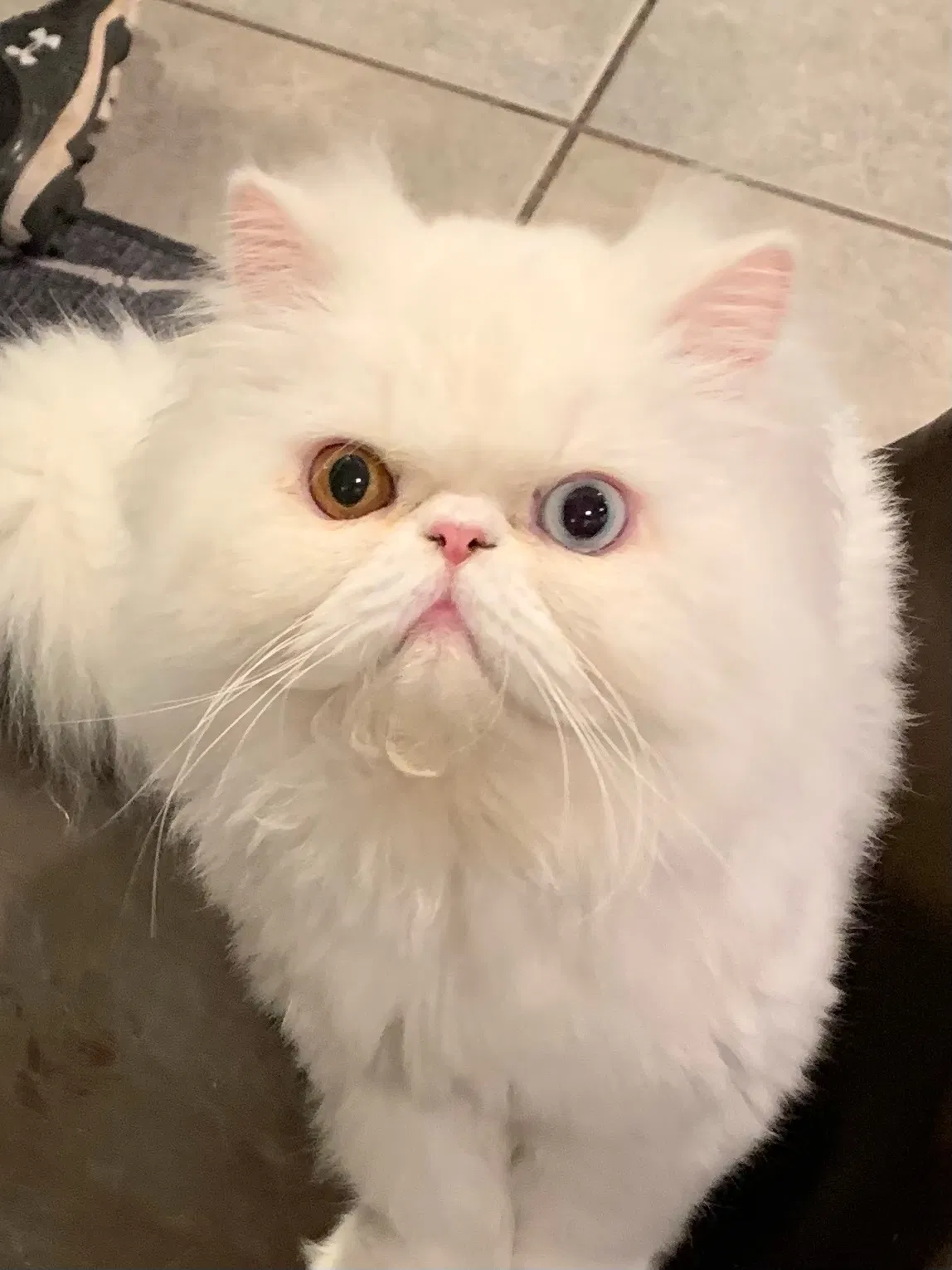 Lost cat in Murrieta, CA, 92562