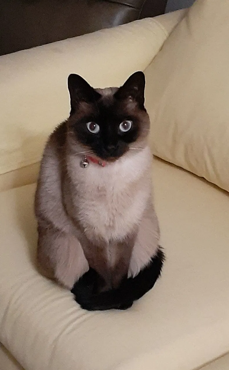Lost cat in Gainesville, TX, 76240