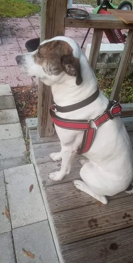 Lost dog in Fort White, FL, 32038