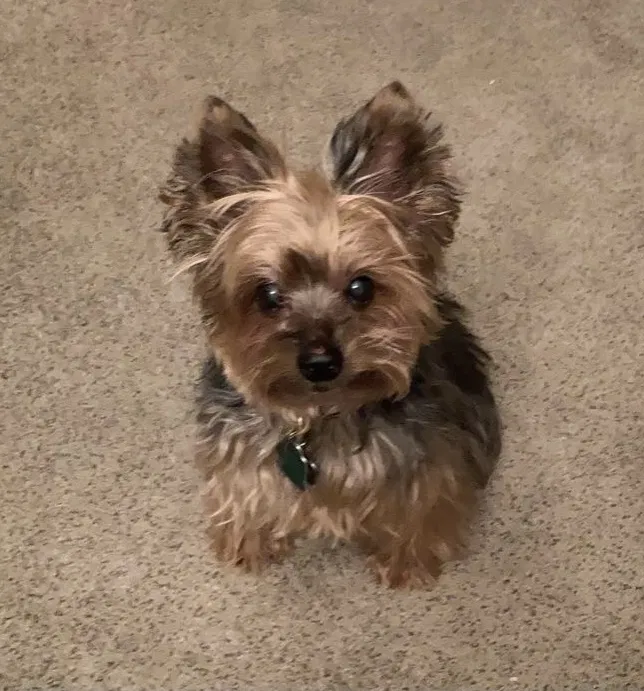 Lost dog in Tomball, TX, 77375