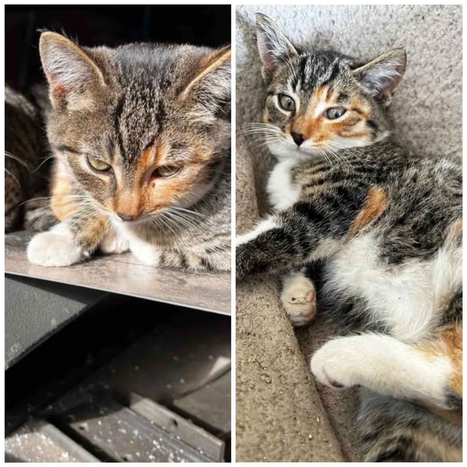 Lost cat in Kalamazoo, MI, 49008
