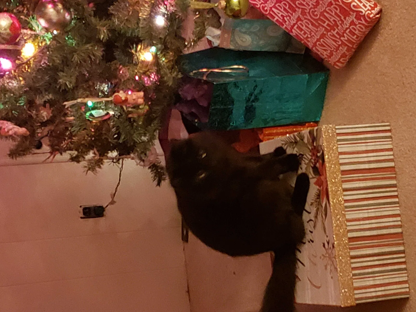 Lost cat in Cartersville, GA, 30120