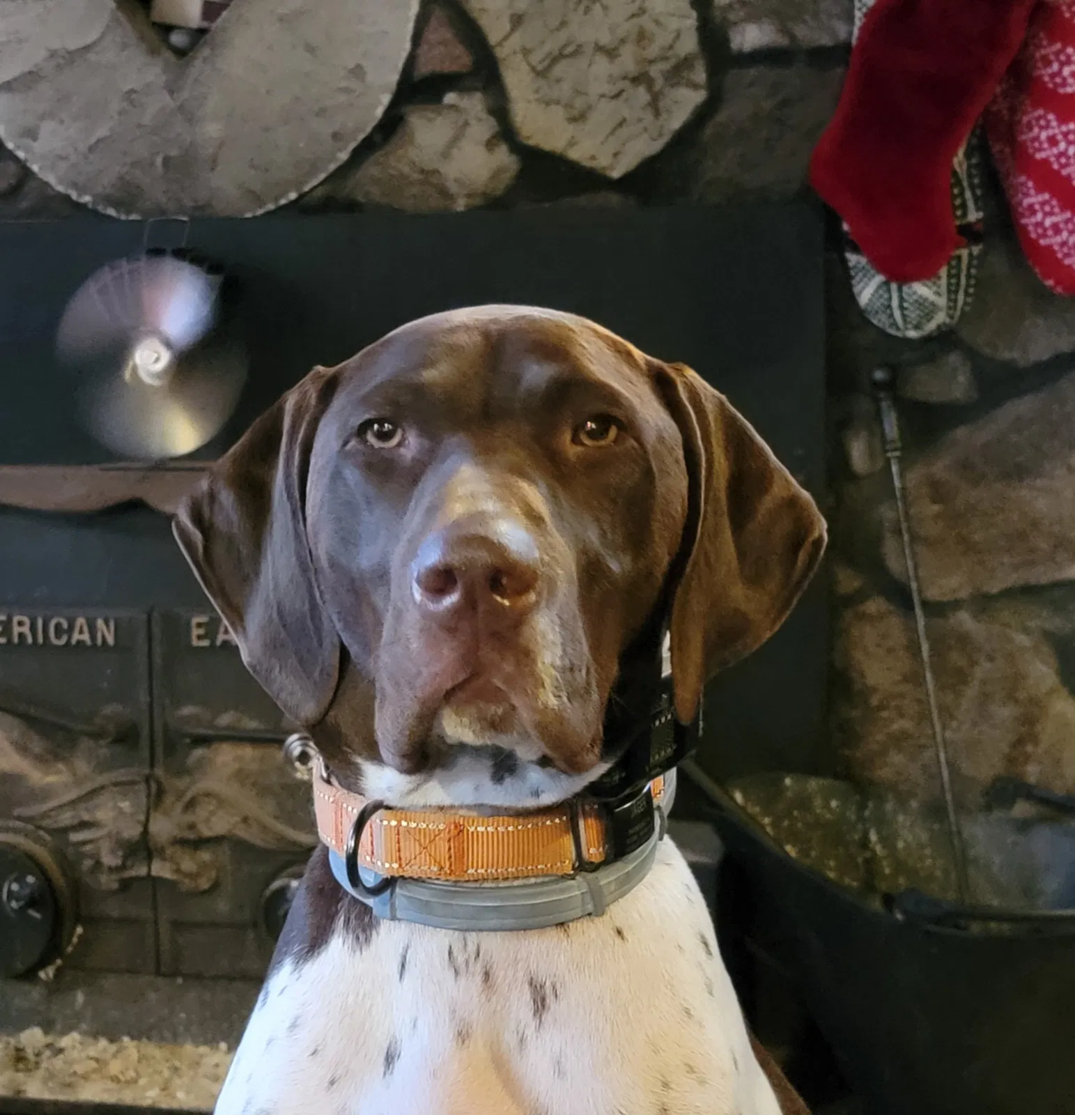 Lost dog in Russell, PA, 16345