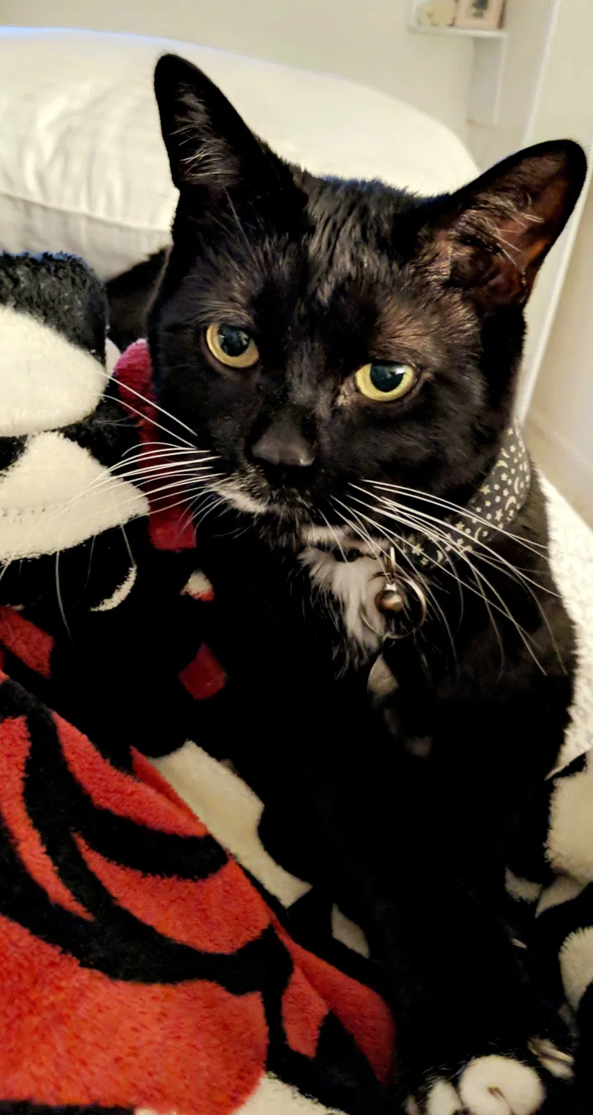 Lost cat in Winter Garden, FL, 34787