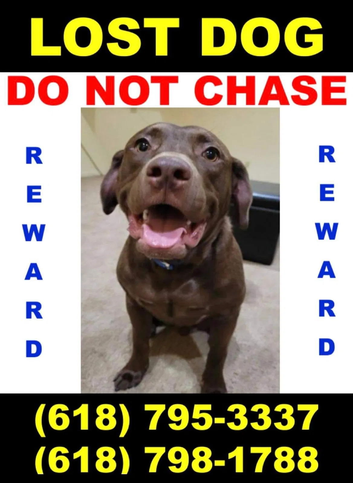 Lost dog in Glen Carbon, IL, 62034