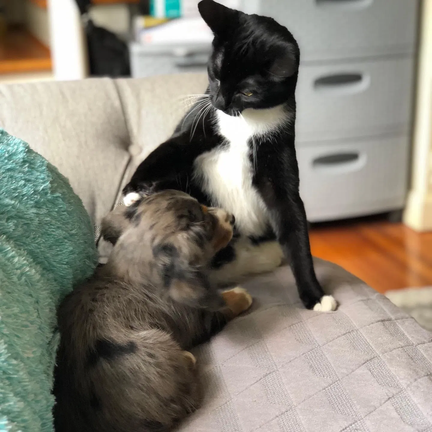 Lost cat in Gastonia, NC, 28054