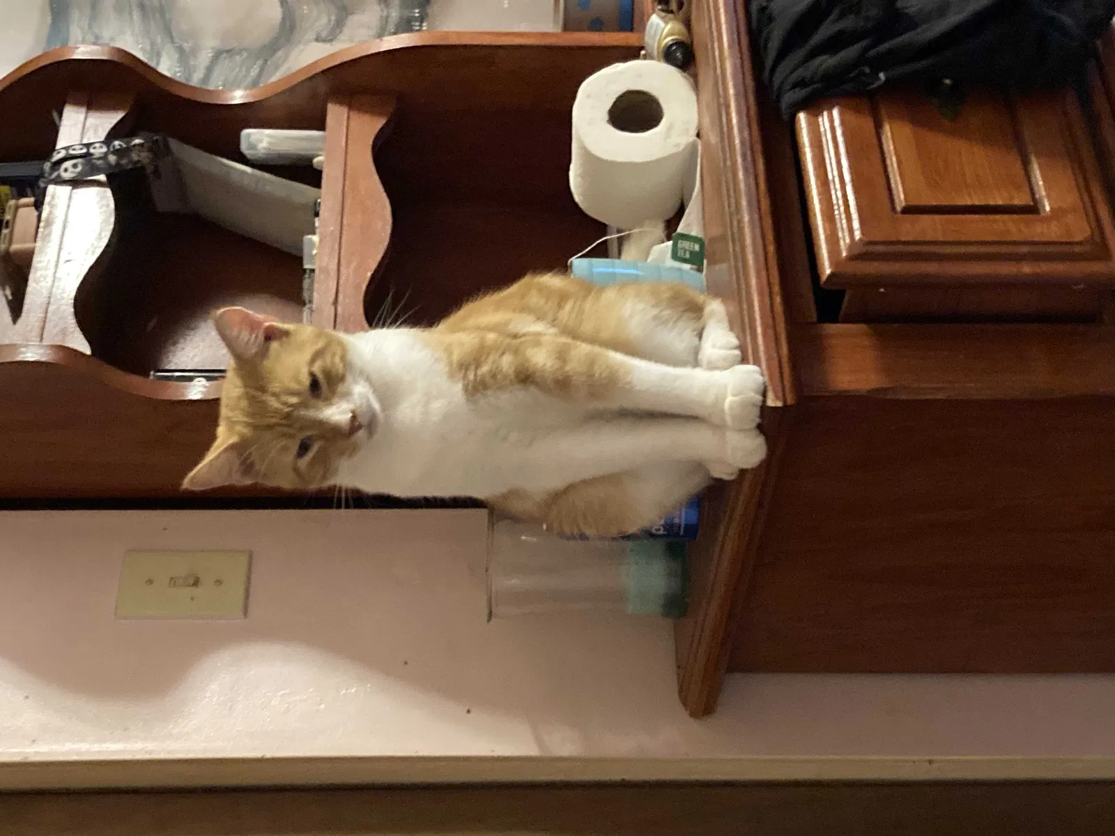 Lost cat in New Kensington, PA, 15068