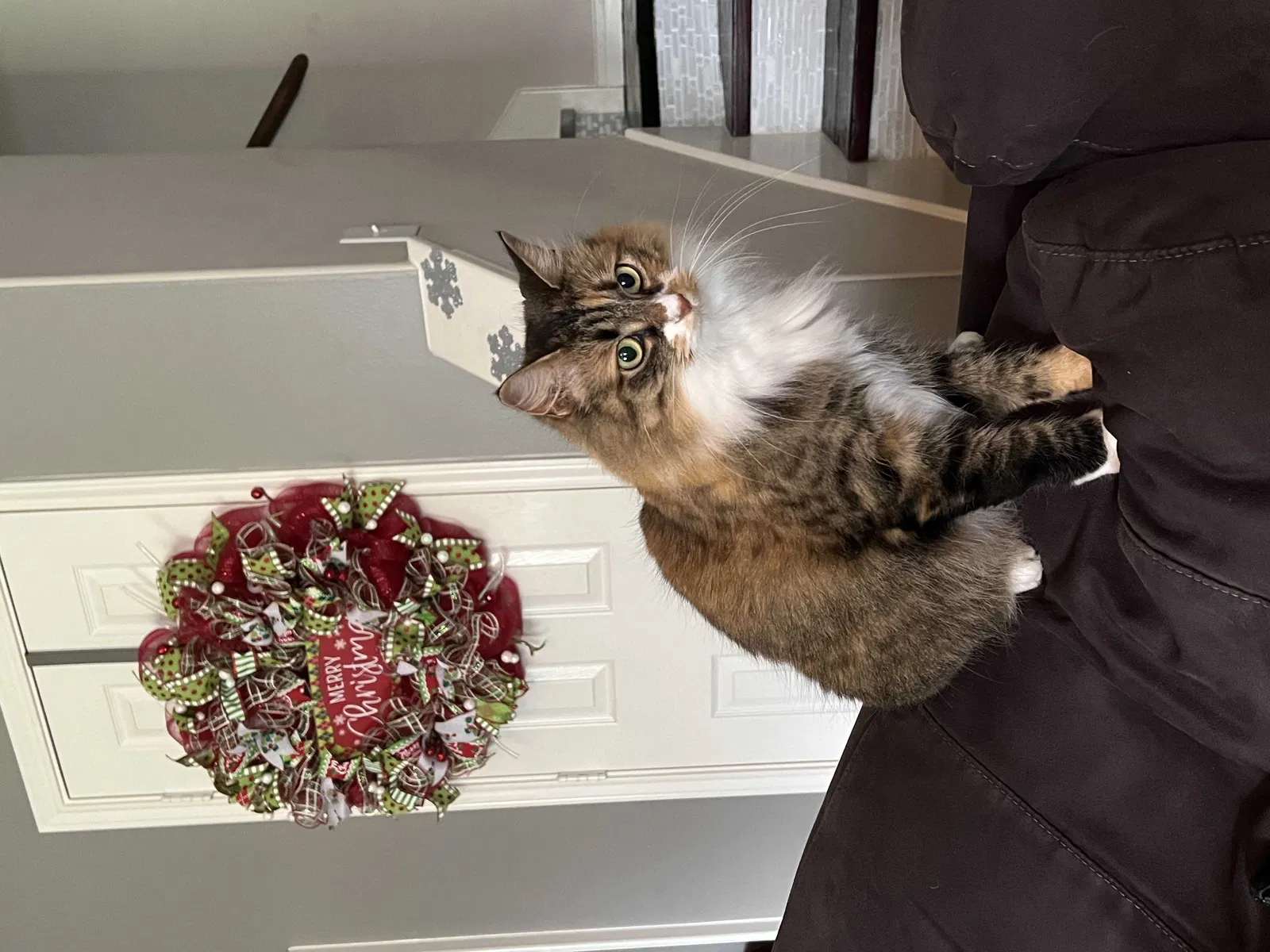 Lost cat in Spring, TX, 77388