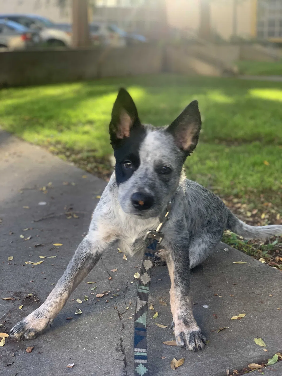 Lost dog in Los Angeles, CA, 90015