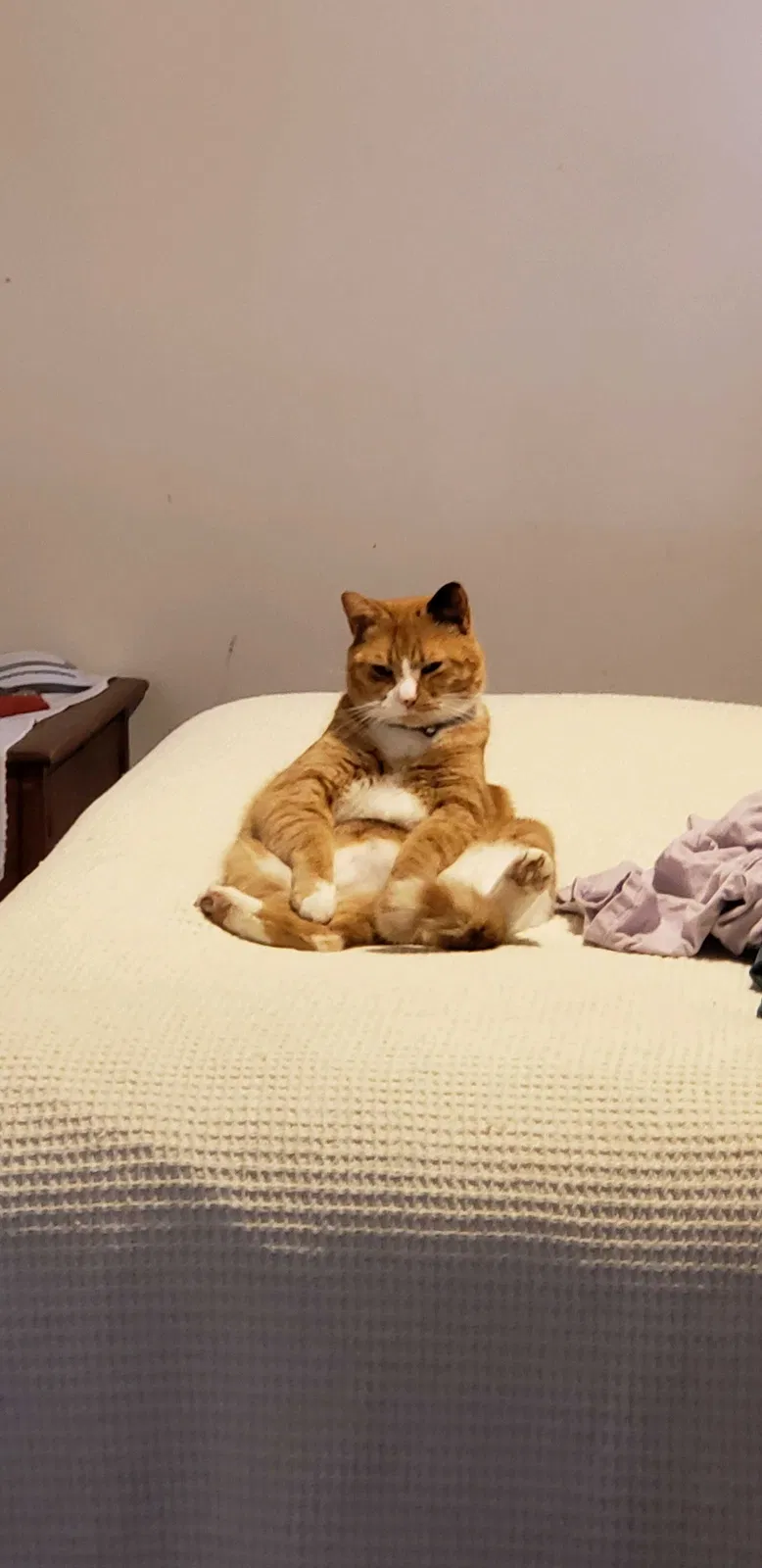 Lost cat in Erie, PA, 16506