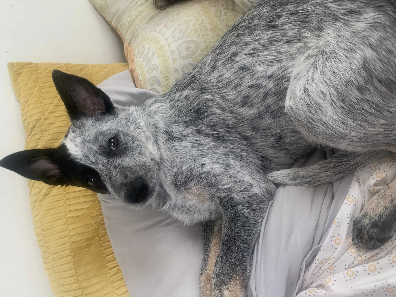 Lost dog in Los Angeles, CA, 90015