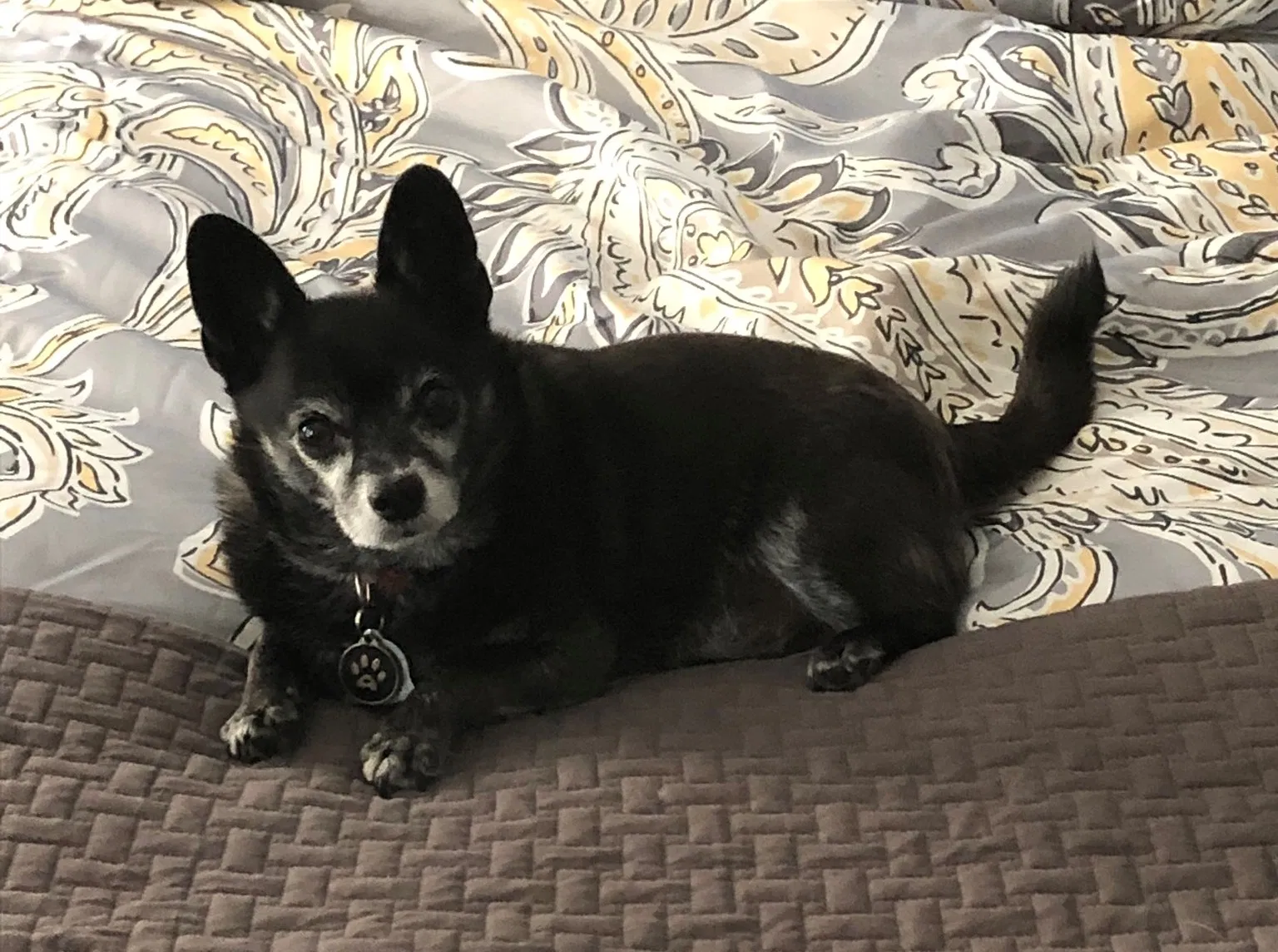 Lost dog in Dallas, TX, 75204