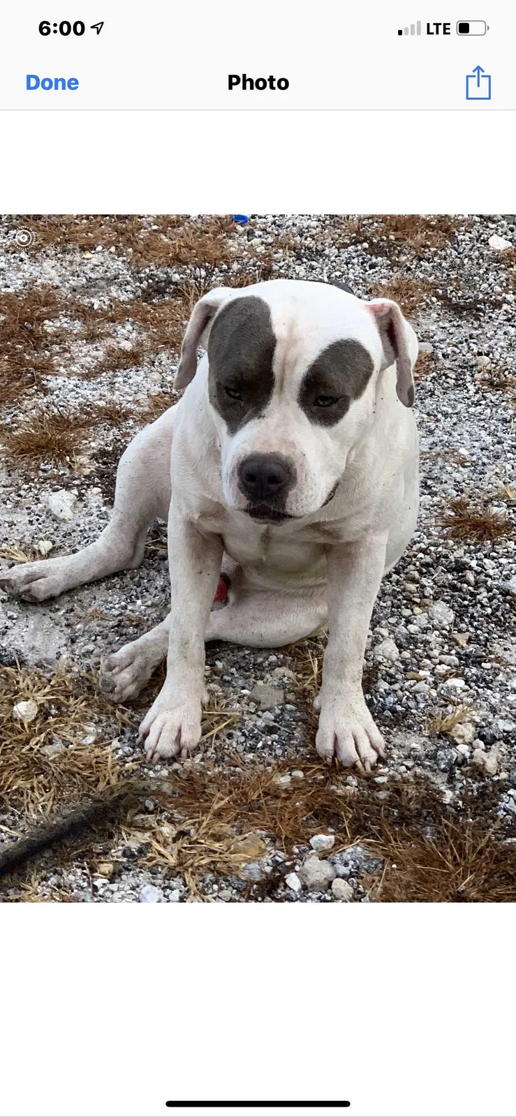 Lost dog in Clewiston, FL, 33440
