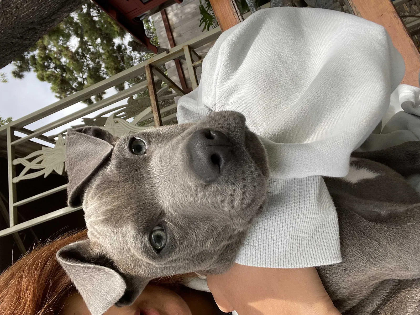 Lost dog in San Diego, CA, 92114