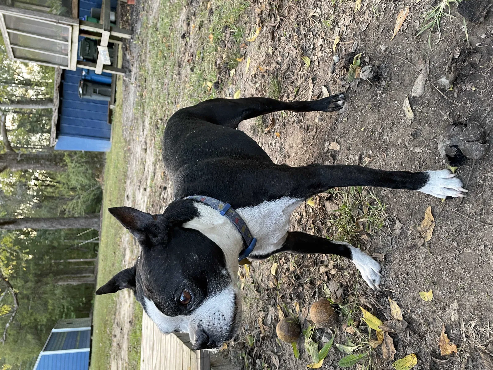 Lost dog in Charles City, VA, 23030