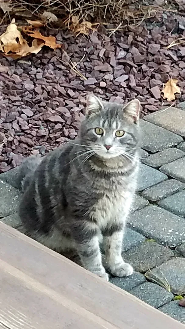 Lost cat in Howell, NJ, 7731