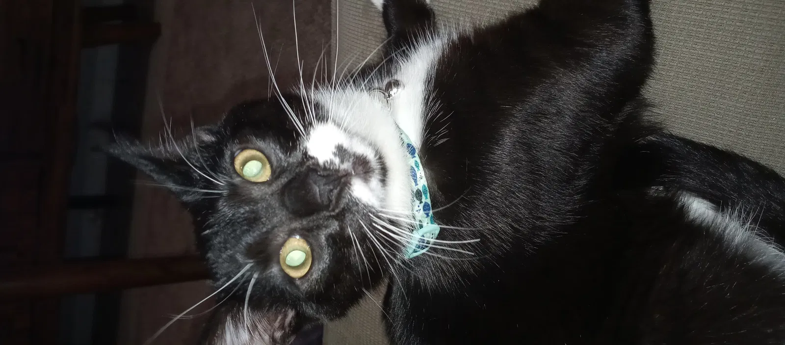Lost cat in Chicago, IL, 60647