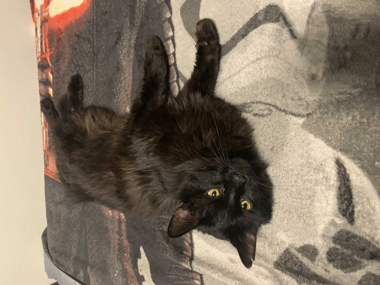 Lost cat in Chicago, IL, 60617