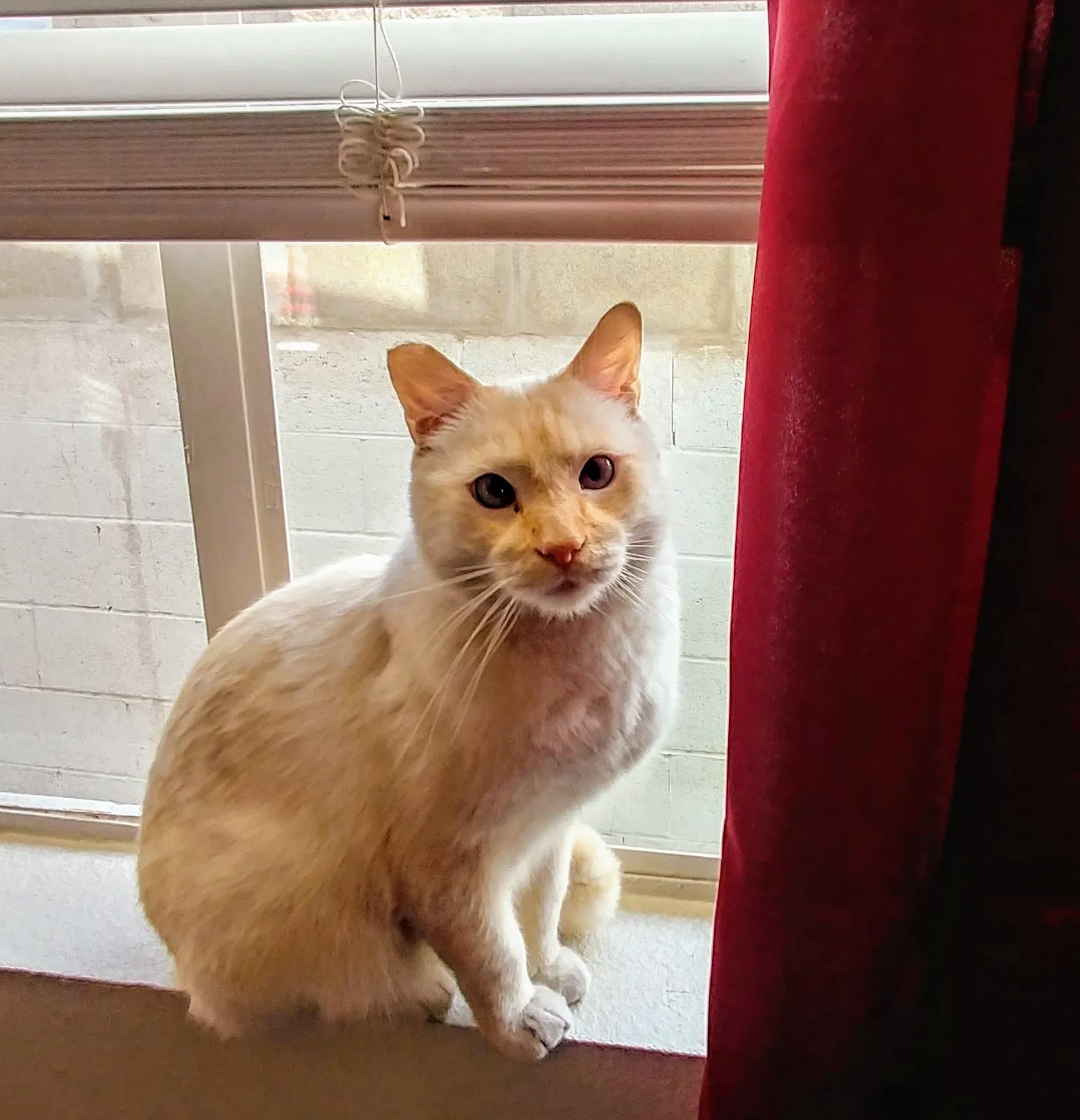 Lost cat in Las Vegas, NV, 89101