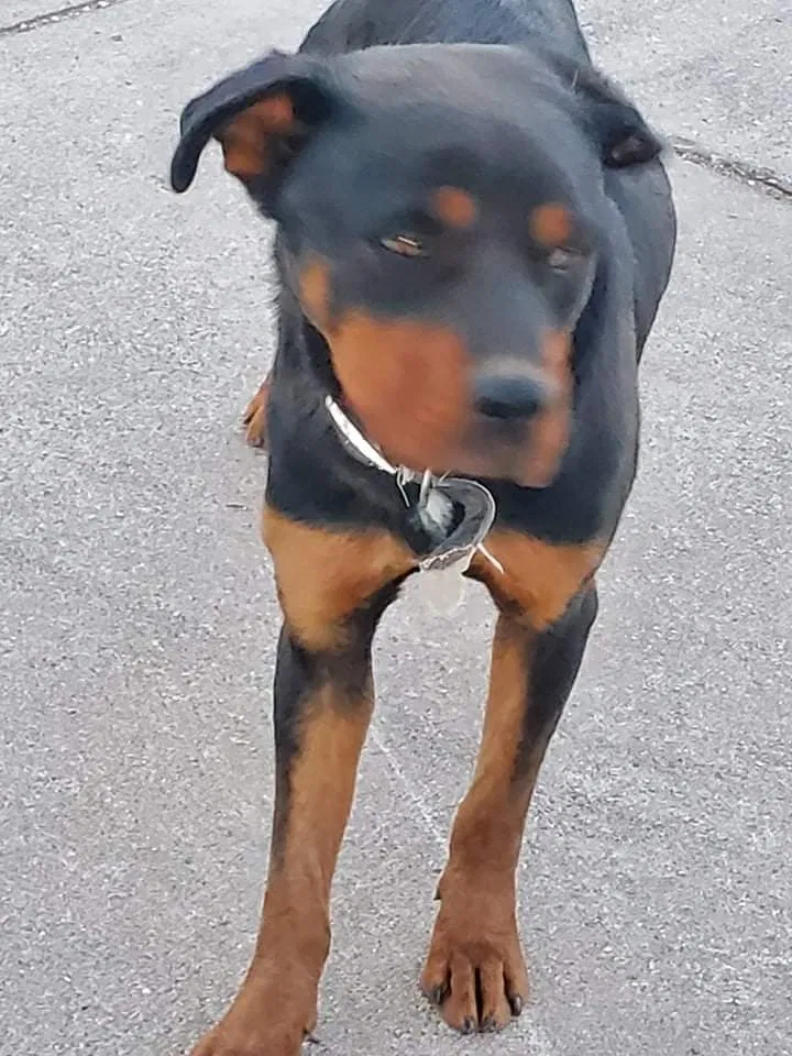 Found dog in Pueblo, CO, 81004