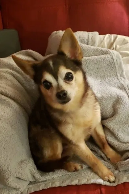 Lost dog in San Antonio, TX, 78223