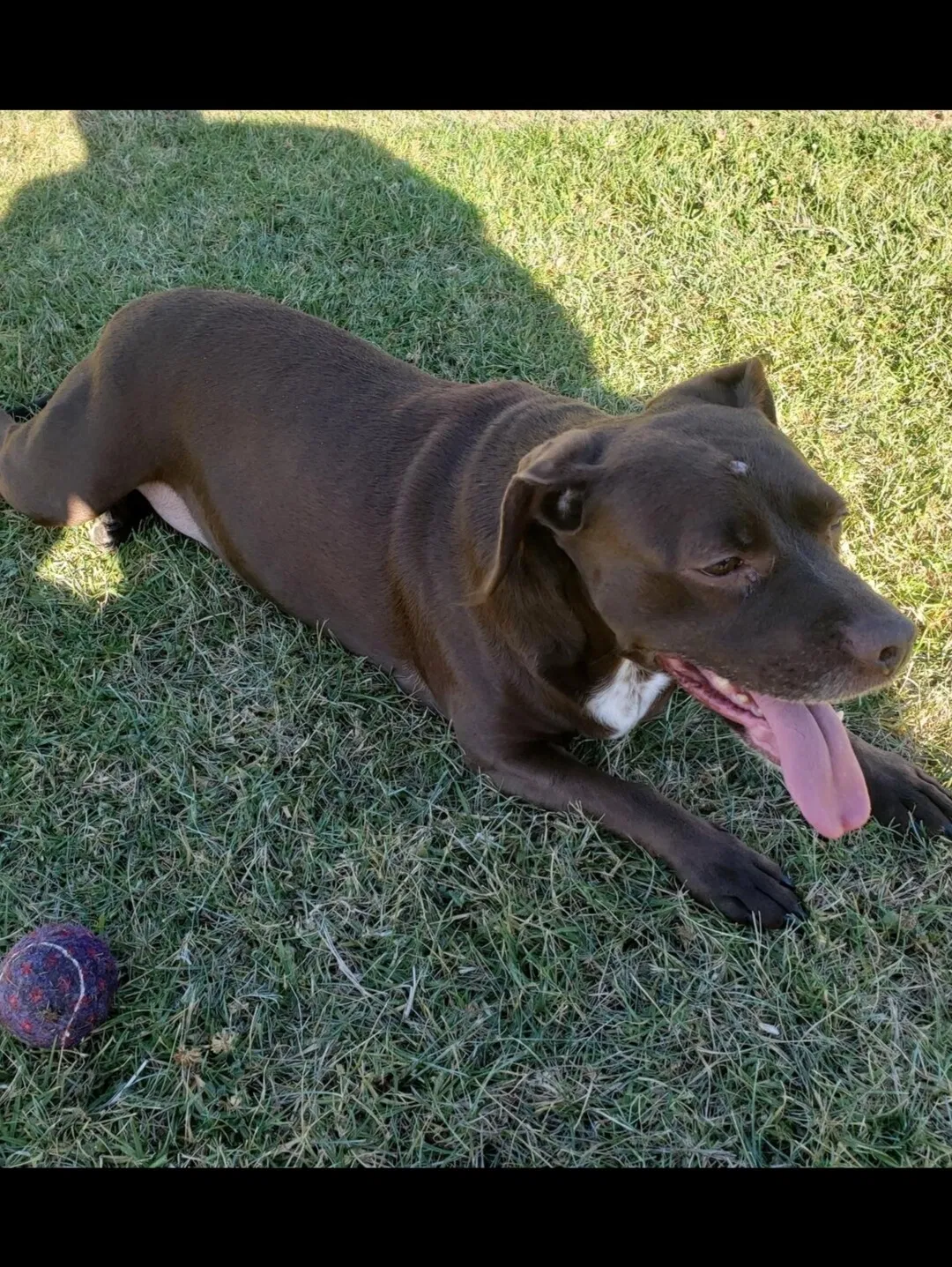 Lost dog in San Francisco, CA, 94124