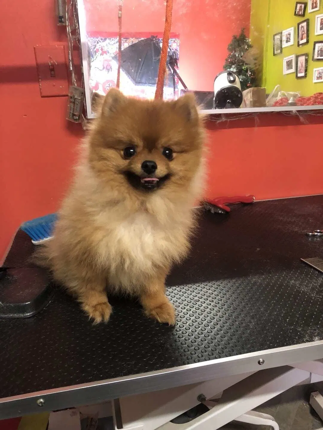 Lost dog in San Gabriel, CA, 91776