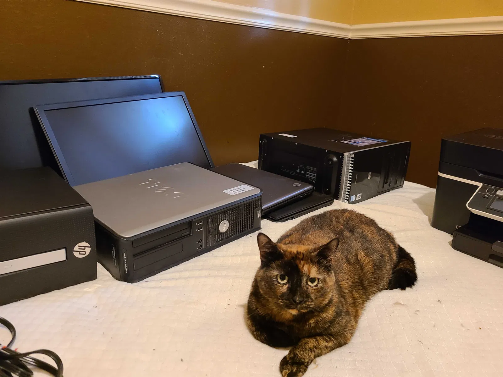 Lost cat in Spring, TX, 77379