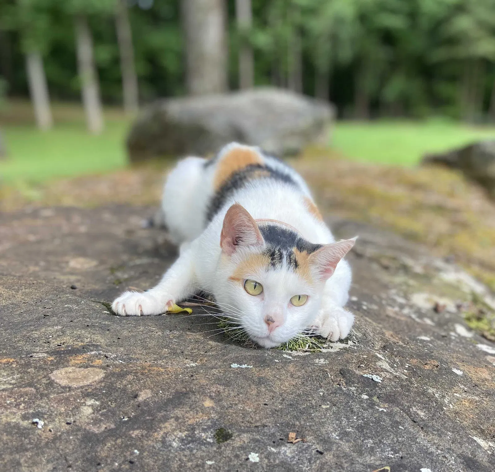 Lost cat in Alpharetta, GA, 30004