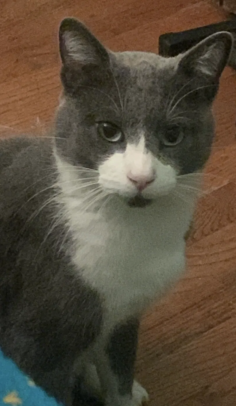 Lost cat in Garden Grove, CA, 92840