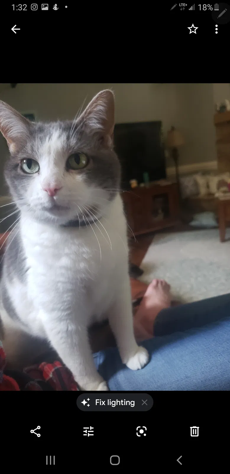 Lost cat in Harrisburg, NC, 28075