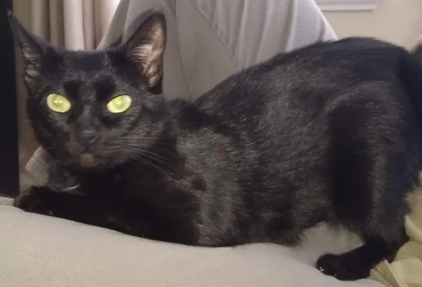 Lost cat in Garland, TX, 75040