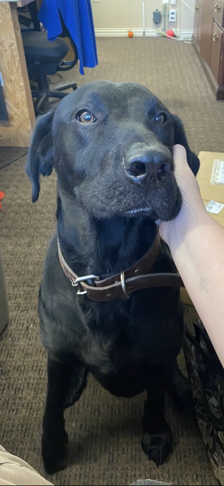 Lost dog in Big Sandy, TX, 75755