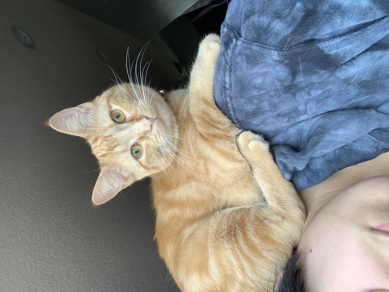 Lost cat in Grand Island, NY, 14072