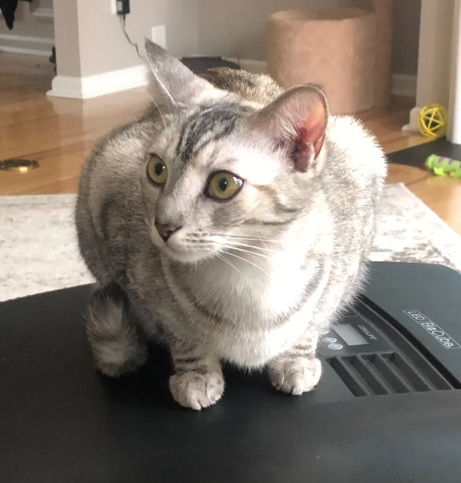 Lost cat in Old Hickory, TN, 37138
