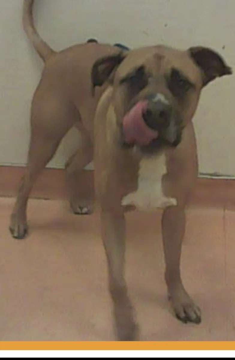 Lost dog in Discovery Bay, CA, 94505