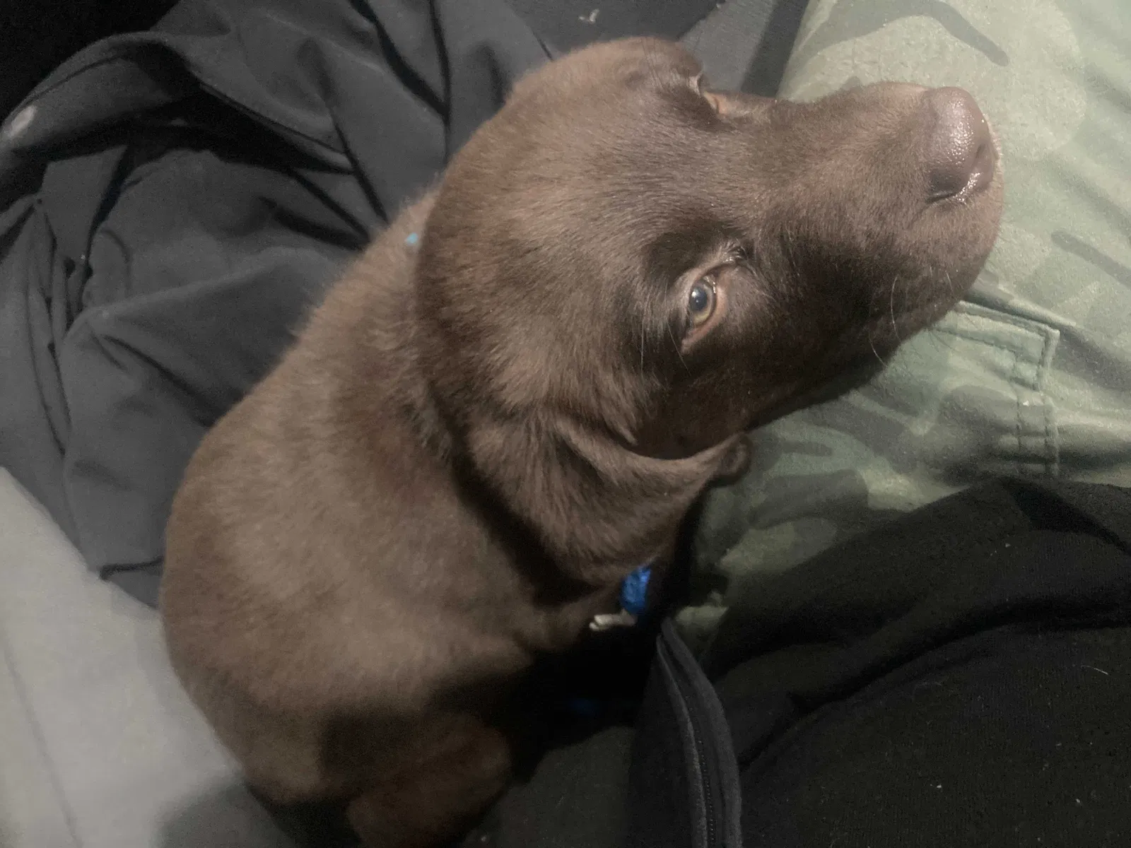 Lost dog in Colorado Springs, CO, 80916